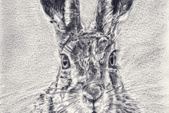 Solemn-Hare